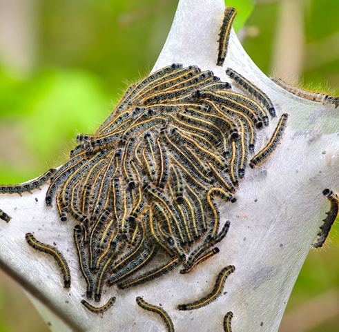 Gypsy Moth Nest in Tree