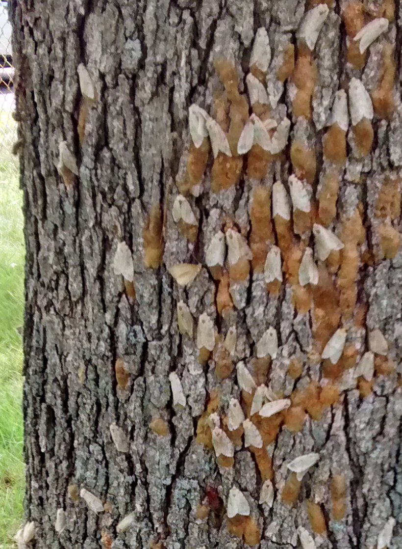Removal of Gypsy Moth Eggs Early in Spring