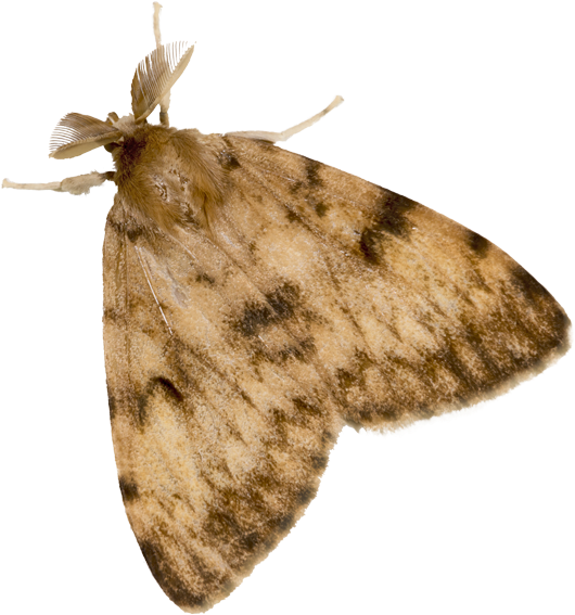 Gypsy Moth Infestation Ontario